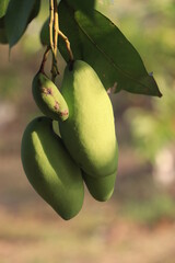 close up of mango fruit on a mango tree