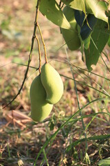 close up of mango fruit on a mango tree