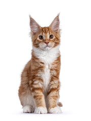 Cute red with white maine coon cat kitten, sitting up straight facing front. Looking towards camera. Isolated on white background.