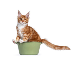Cute red with white maine coon cat kitten, sitting a bit akward in green washing tub. Looking towards camera. Isolated on white background.