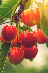 Cherry berries on a tree in the sun. sour cherries on the branch. Red and sweet cherries on a branch just before harvest in early summer. toned