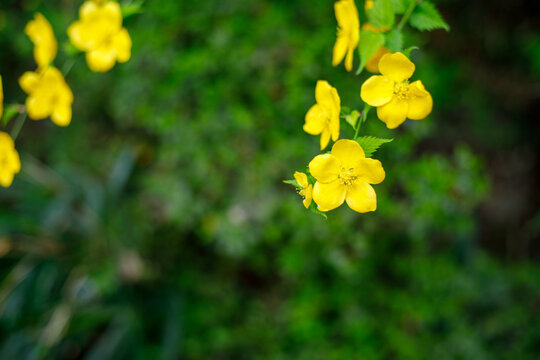 2 150 Best 山椒 Images Stock Photos Vectors Adobe Stock 2 150 Best 山椒 Images Stock Photos Vectors Adobe Stock