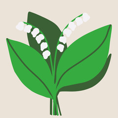Lilly of the valley, Convallaria majalis with green leaves .Spring flowers 