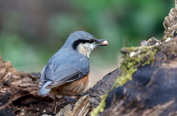 Nuthatch collecting and caching food in the woods