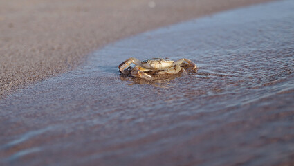 Crab on the beach