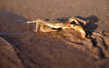 Crab on the beach