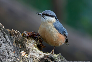 Nuthatch collecting and caching food in the woods