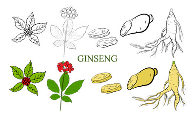 Drawing of leaves and root of ginseng. Ginseng root and berry vector drawing. A sketch of a medicinal plant. Linear graphic design. 