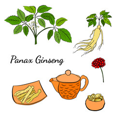 Drawing of leaves and root of ginseng. Ginseng root and berry vector drawing. A sketch of a medicinal plant. Linear graphic design. 