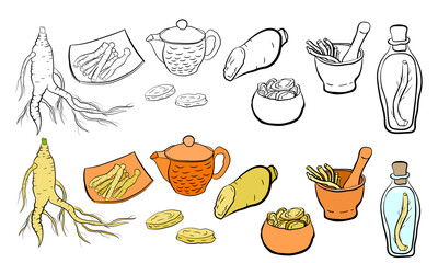 Drawing of leaves and root of ginseng. Ginseng root and berry vector drawing. A sketch of a medicinal plant. Linear graphic design. 