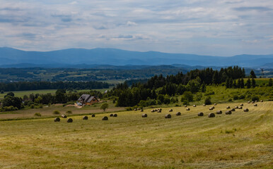 Fototapeta premium Big green fields of wheat trees and bushes in Kaczawskie mountains at cloudy day