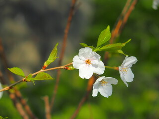 用水路土手を背景に咲く桜の花