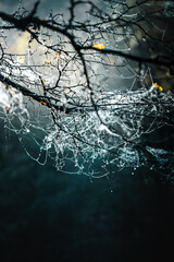 Natural morning view of cobwebs with fresh waterdrops from a cold morning. Beautiful waterdrop in the nature meadows with fog and warm sunlight. Harz Mountains in Germany