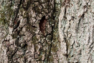 A close view of the bark on the tree trunk.