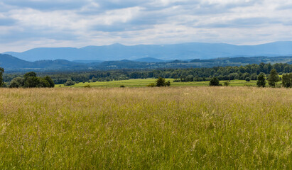 Big green fields of wheat trees and bushes in Kaczawskie mountains at cloudy day
