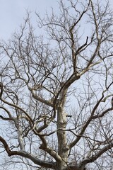 The bare branches of the tall tree.