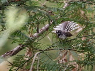 Fantail