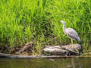 Heron On Log