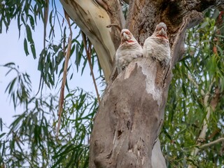 Two Corellas