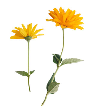 Isolated flower of yellow daisy-gerbera or sunflower. Red chamomile on white background. Spring or summer blossom blooming. Field flower