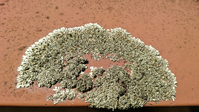 stone lichen