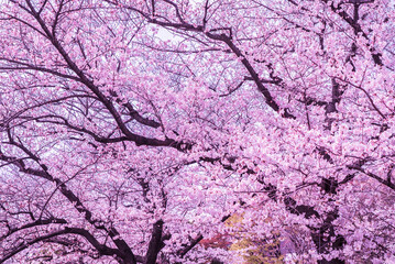 Japanese sakura and cherry blossom trees in full bloom. Beautiful pink and magenta flowers with blue skies. 