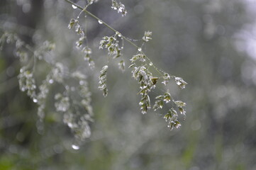 dew on the grass