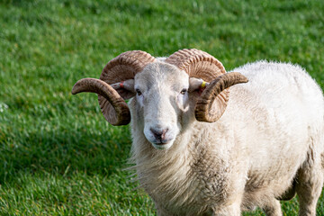 Magnificent horns of a Wiltshire Horn ram