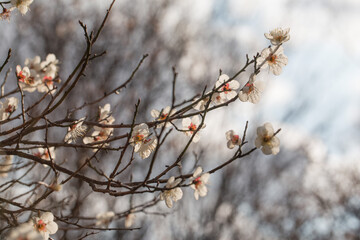 Beautiful White Cherry Blossom Trees In Full Bloom.
