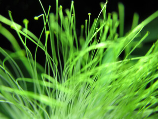 Green Samanea saman