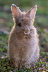 rabbit in the grass