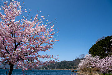風景素材　晴れた日の海津大崎の美しい桜の花