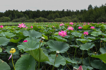 Pink lotus flower on green background in the park	