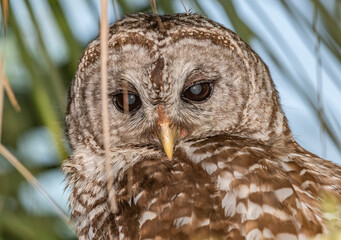 great owl