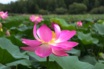 Pink lotus flower on green background in the park	