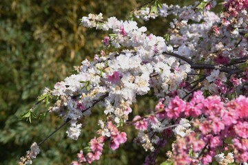Peach blossom is a deciduous shrub of Rosaceae with colorful red, white and pink flowers blooming in April.