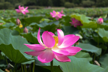 Pink lotus flower on green background in the park	