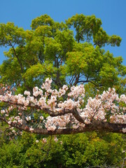 公園の満開の桜と楠木と青空