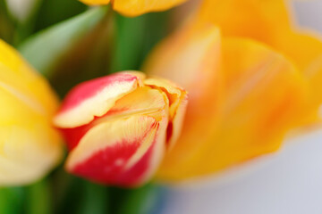 Fototapeta premium A bunch of tulips on the window. Still life with colorful tulip flowers bouquet on window sill