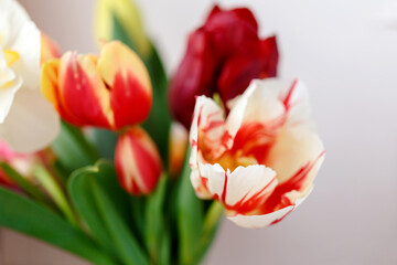 A bunch of tulips on the window. Still life with colorful tulip flowers bouquet  on window sill