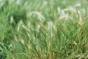 Fresh grass against green background. Spring time