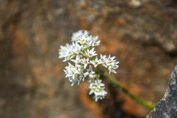 The beautiful  Mukdenia Rossii, Aceriphyllum flower in the spring garden.

