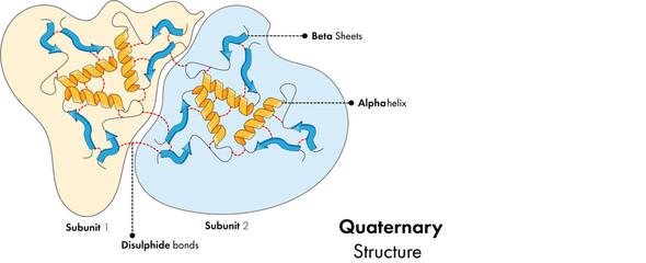 illustration of Quaternary Structure of protein.