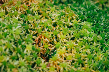 Moss texture. Moss background.