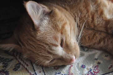 red cat sleeps at home on the bed