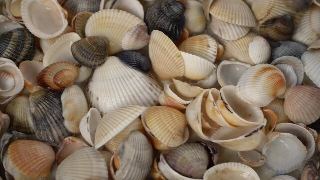 Seashells top view. Shell close-up. Ocean coast. Summer pattern from seashells. 

