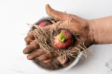 Freshly sprouted scallion on pure white background