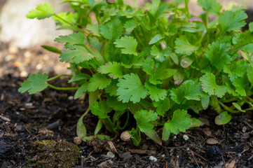 Botanical collection, young green aromatic coriander plant growing in garden