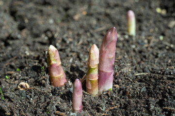 Asaparagus plants growing uncovered on farm field in spring