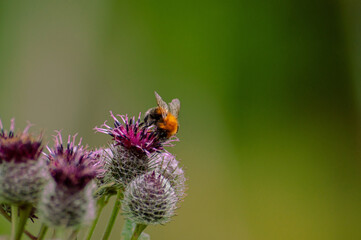 bumblebee on the burdock